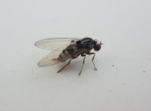 Polyporivora picta